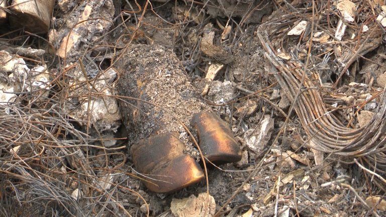 Фермеру из Иркутского района отказали в выплате компенсации за уничтоженное из-за узелкового дерматита стада